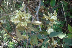 Flemingia wightiana